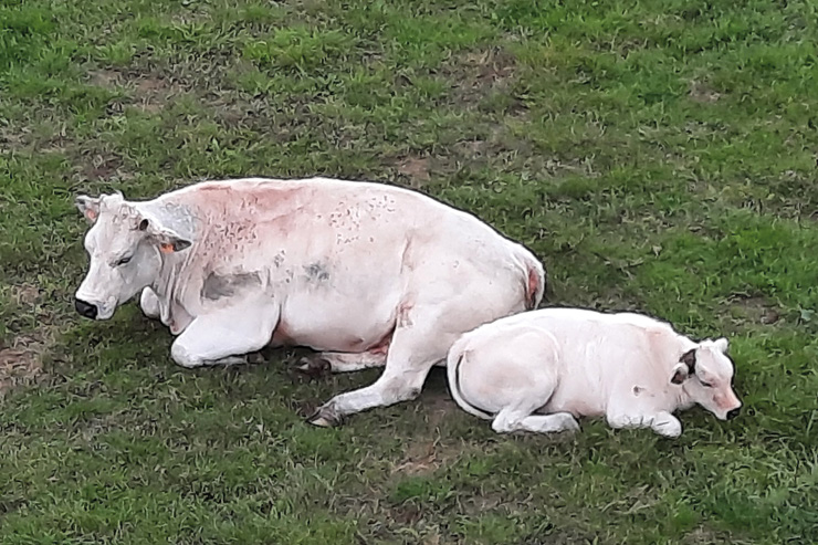 Vakantiewoning Ter Ast